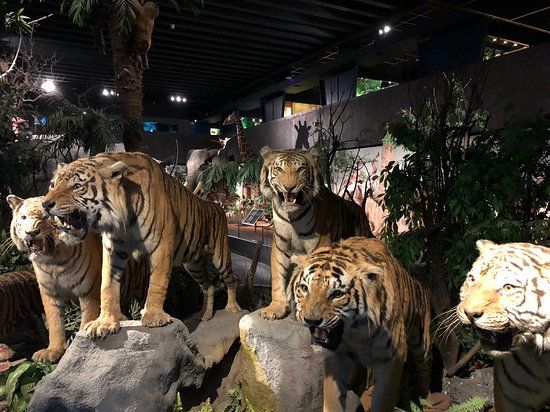 Natural History Museum of Geneva